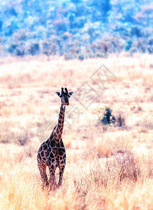 MarakeleSafari野生动物保护区非洲草原图片