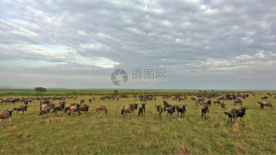 肯尼亚马赛拉公园的动物大迁徙七月大草原上聚集了很多角马图片