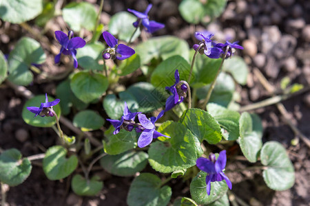 花园里有许多紫罗兰植物的精致蓝色小花图片