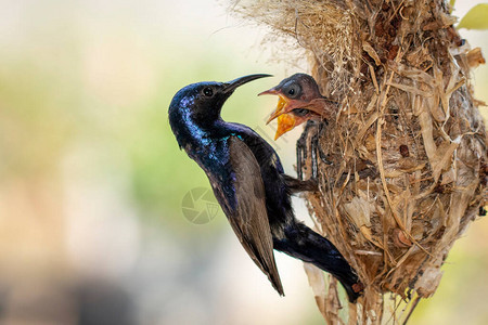 鸟类巢中的紫色太阳鸟Male喂养幼鸟的图像图片