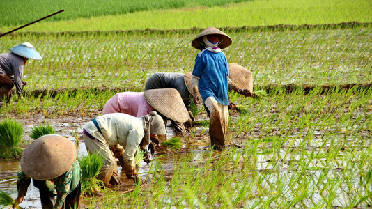 印度尼西亚农民在雨季种植大米图片