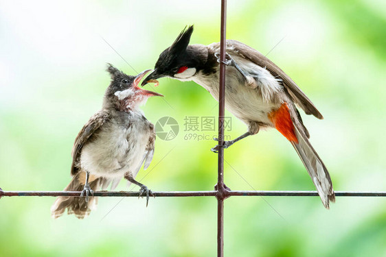 在围栏上喂养小鸡图片