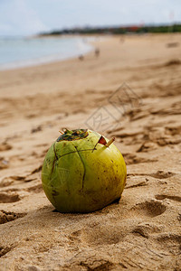 巴厘岛浮潜日落时海滩上的绿色椰子背景