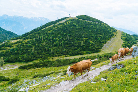 母牛和小牛在阿尔卑斯山的高山草甸度过夏季阿尔卑斯山青上的奥地利奶牛在多云晴天的高山景观牛站在通过阿尔卑斯山的道路上许多图片