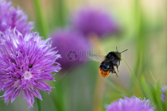 大黄蜂从韭菜植物开花中采集花蜜图片