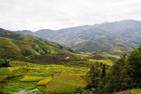 越南沙巴附近的稻田图片
