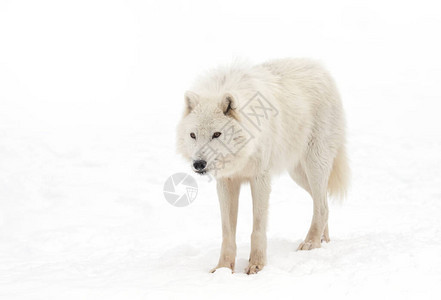 加拿大冬季积雪时北极野狼图片