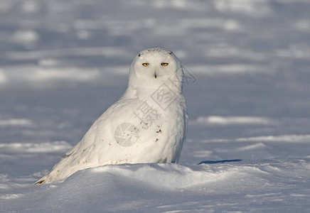 水 猫雪猫buboscanddiacus男坐在阳背景
