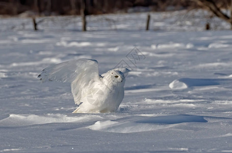 雪猫Buboscanddiacus男起身在加拿大渥太华的雪图片