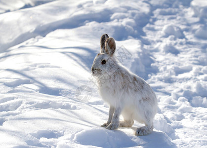 加拿大冬季白雪鞋或图片