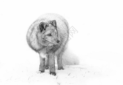 加拿大冬季积雪的北极狐VulpesLa图片