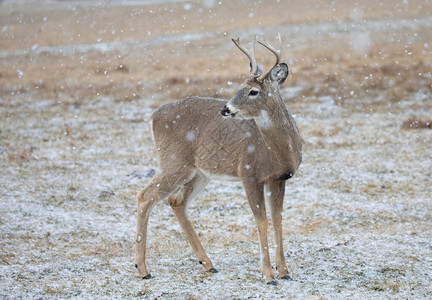 加拿大落雪中行走的白尾鹿图片