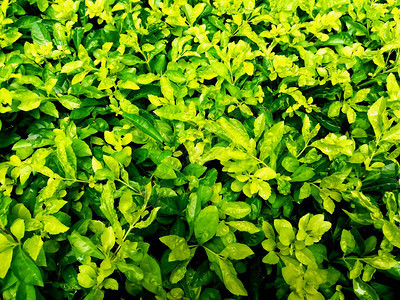 绿叶潮湿水或花园公下雨自然壁纸新鲜树种生图片