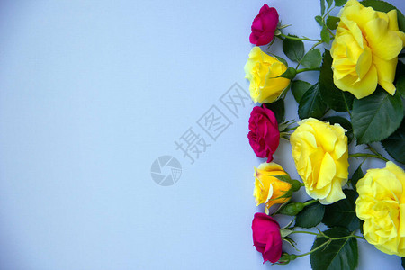 蓝色背景上的黄色玫瑰的创意布局假日概念自然背景顶视图图片