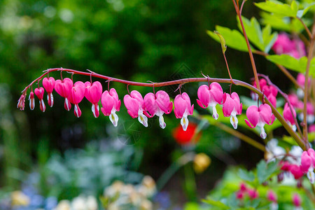 春花石竹园中石竹花图片