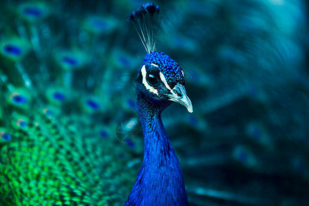 公园里的蓝绿孔雀背景