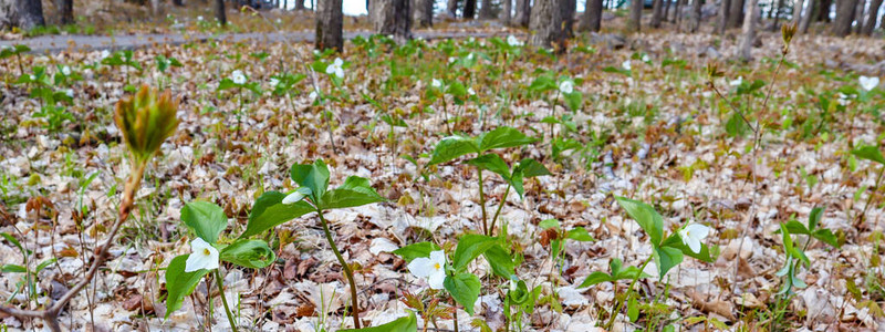 雪白延龄草Trilliumnivale野生花卉在威斯康星州受到保护图片