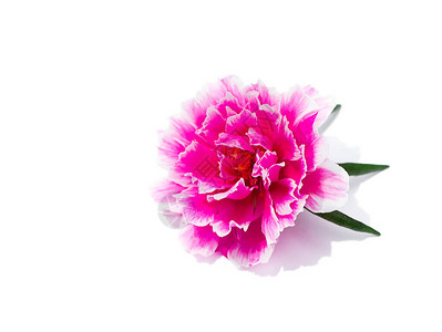 白色背景的粉红色波图拉卡花朵Portulacaoletrace图片