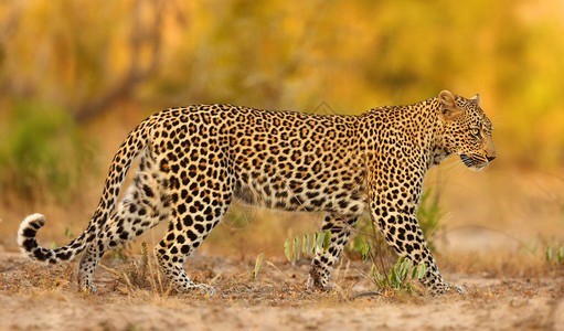 非洲豹Pantheraparduspardus年轻的雌在最后的夜光中在其领土上巡逻从地面拍摄的具有彩色背背景图片