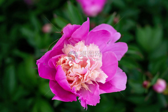 在花园里露出新鲜的粉红小马灌木夏季花朵柔软图片