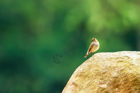 可爱的小红喉捕蝇器栖息在背景模糊的绿色森林上孤立的石头上图片