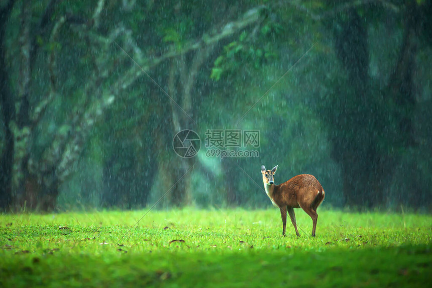 在雨中绿草地上行走的一只小鹿图片