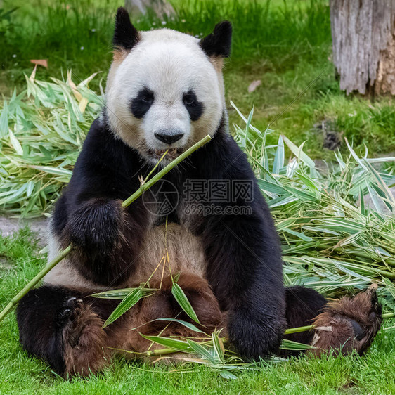 年轻的巨熊猫在草地上图片