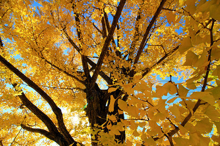 秋天的黄色银杏树叶图片