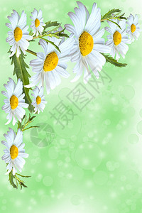 绿色背景上带有甘菊花的横幅横幅与盛开的医疗洋甘菊花春天或夏天的背景图片