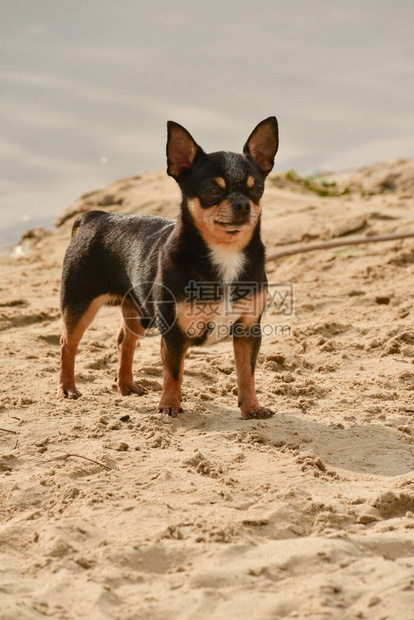 吉娃狗品种河附近的一只可爱的纯种小狗吉娃的肖像奇瓦沙河边或海边的动物和夏季odyh的概念夏图片