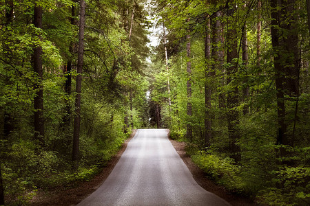 一条美丽的绿树成荫的道路通向森林太阳穿过树枝穿过美丽的森林很长的路要图片