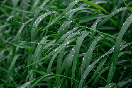 绿草与露水纹理背景自然背景和壁纸图片