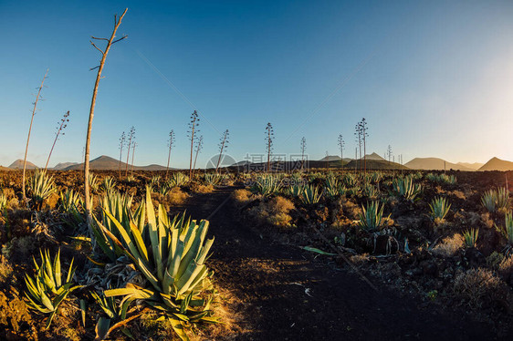 西班牙兰萨罗特的火山风景有着巨大的古植图片