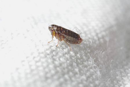 称为母鸡跳蚤或欧洲鸡跳蚤图片素材