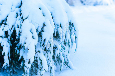 冬天的灵感白雪皑的森林乡村图片