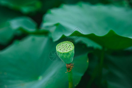 广西南宁郊区的莲花池中即将成熟图片