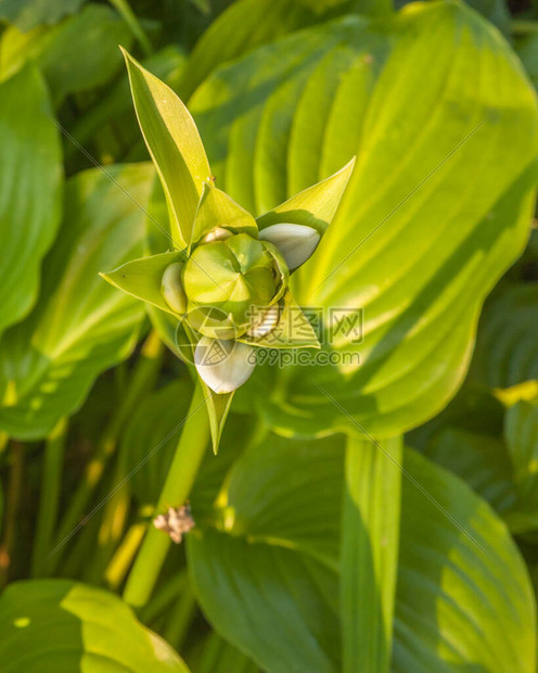 花朵和花蕾在花园的Housadoblant图片