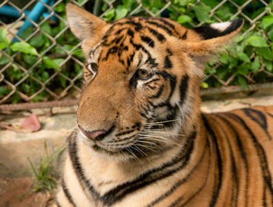 人工饲养老虎是一项跨越全球的大型动物贸易图片