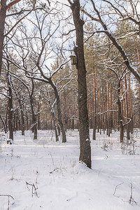 冬天在白雪皑的森林里的树上的鸟屋图片