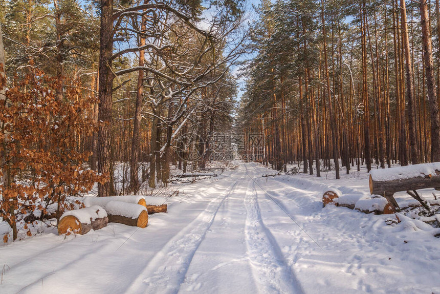 冬天穿过松树林的雪路图片