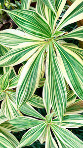 Rohdeajaponica条纹对比明亮叶子的花卉背景野生动物中的罗迪亚装饰和落叶热带植物具有白色叶子和绿色条纹的异国情背景图片