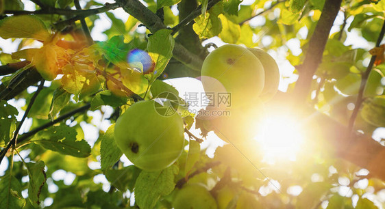 苹果树枝上的青苹果图片