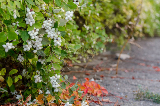 秋天背景与普通雪莓图片