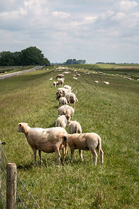 Gaasterland地区弗赖斯兰州IJsselmeer岛的泉水图片