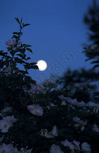 反对天空和月亮的玫瑰丛图片