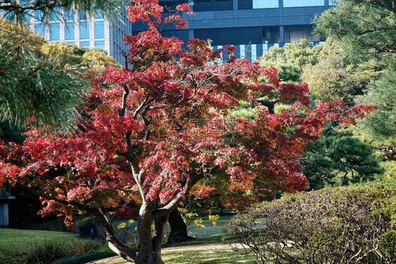 秋天阳光明媚的日子里充满活力的红枫树图片