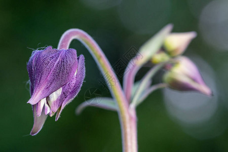 Columbineaquileba植物图片