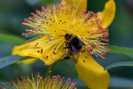 忙碌的大黄蜂在春夏为一朵黄花授粉图片