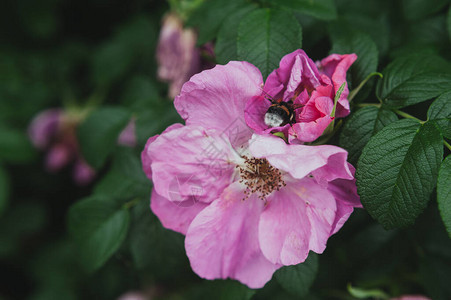 一只蜜蜂在一朵野玫瑰花中采集花粉一只蜜蜂在一朵粉红色的花朵中采集花粉图片