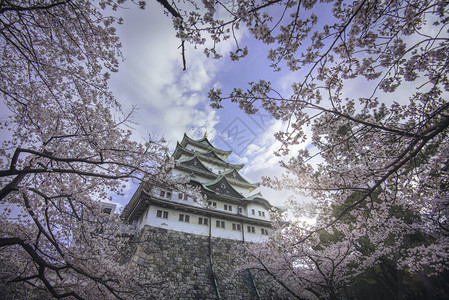 樱花盛开在名古屋城的春天建于1610年的名古屋城是位于日本中部名古图片